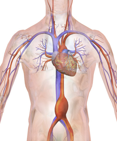 Illustration of heart with major veins and arteries traveling to arms and abdomen.