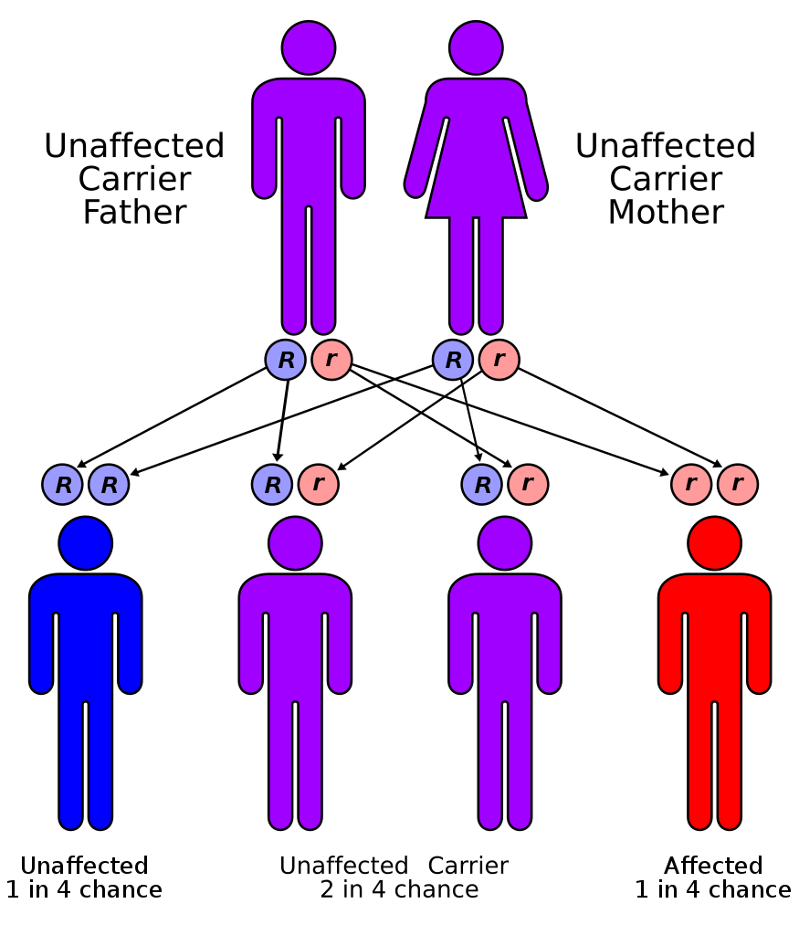 an illustration showing the autorecessive disease cystic firbrosis. It shows a family tree and chances of affliction.