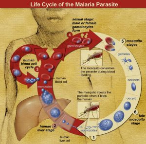 Life cycle of the malaria parasite