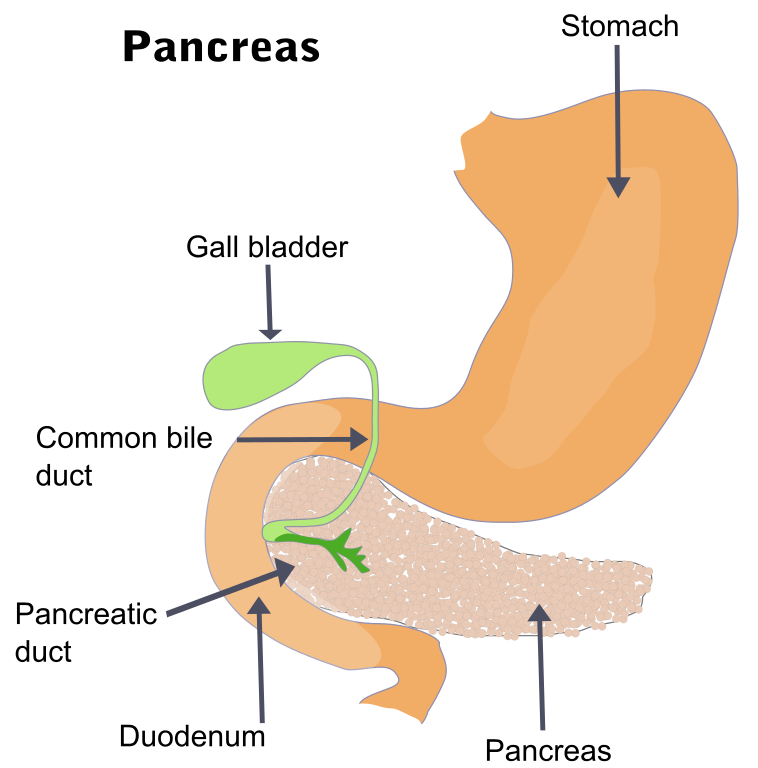 Illustration of the pancreas with labels for stomach, gall bladder, common bile duct, pancreatic duct, duodenum, and pancreas.