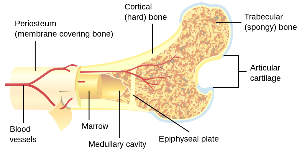 Basic anatomy of bone illustration shows marrow, hard and spongy bone, catilage and blood vessels