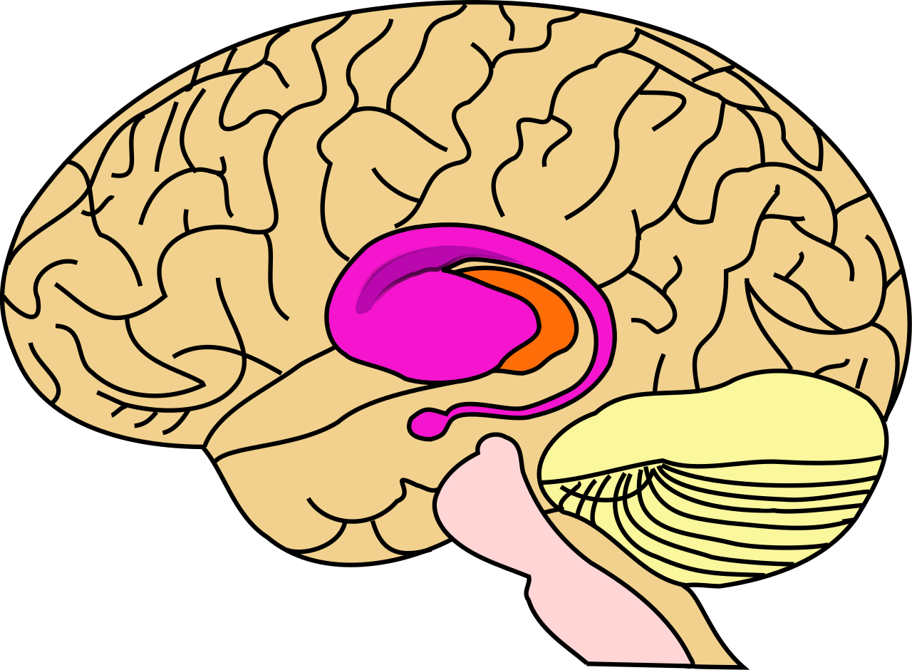 The striatum (in pink) is the major area of the brain to be affected by HD.