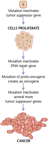 Image shows the development of cancer: single cell mutation to cell proliferation with disregard for defective DNA to many daughter cells creating a cancerous mass