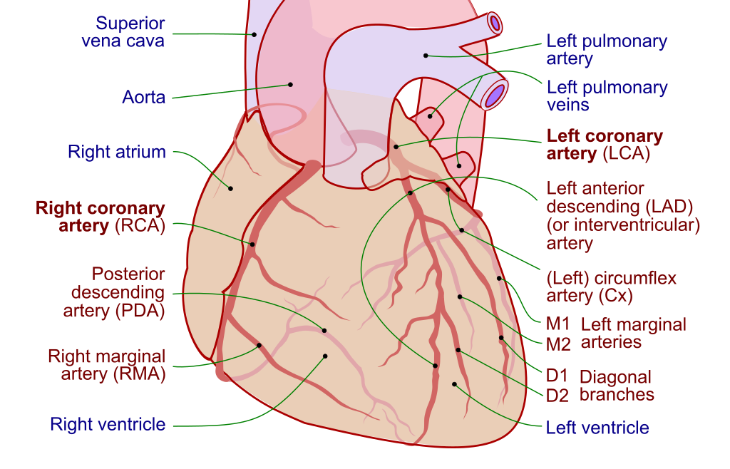 Annotated illustration of Coronary Arteries