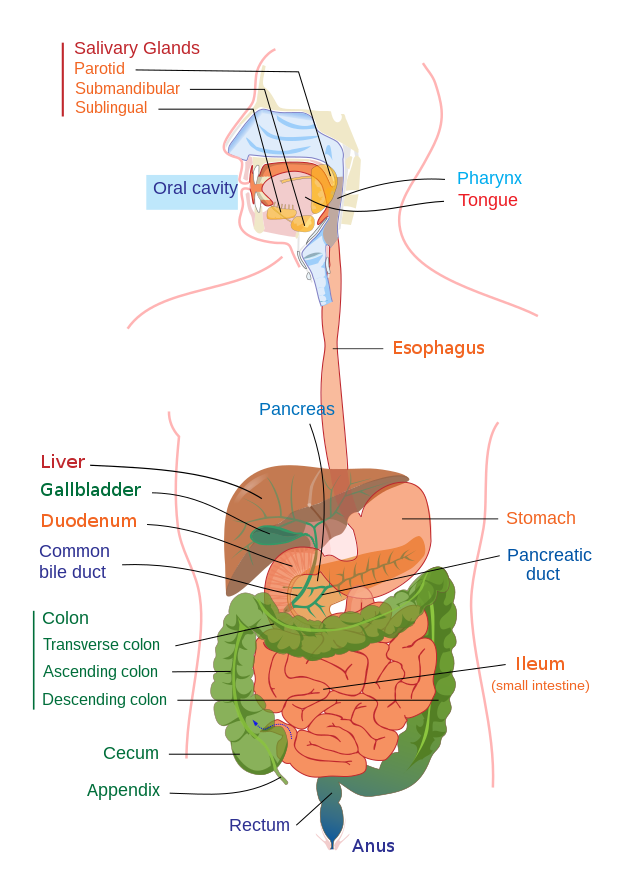 diagram of a human digestive system