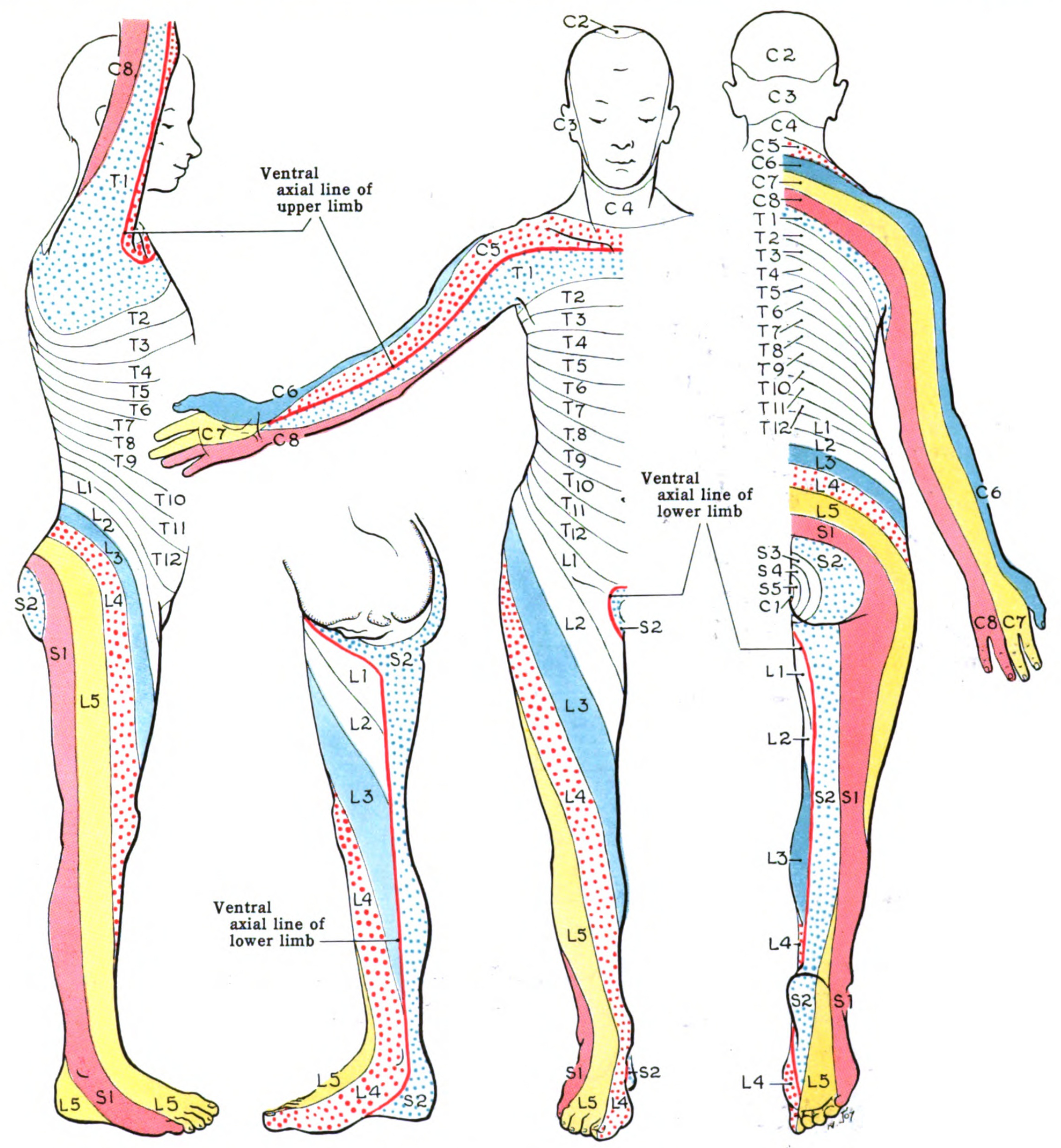 an illustration of 4 different views of a person standing in an anatomical position, showing ventral axial lines of upper and lower limbs