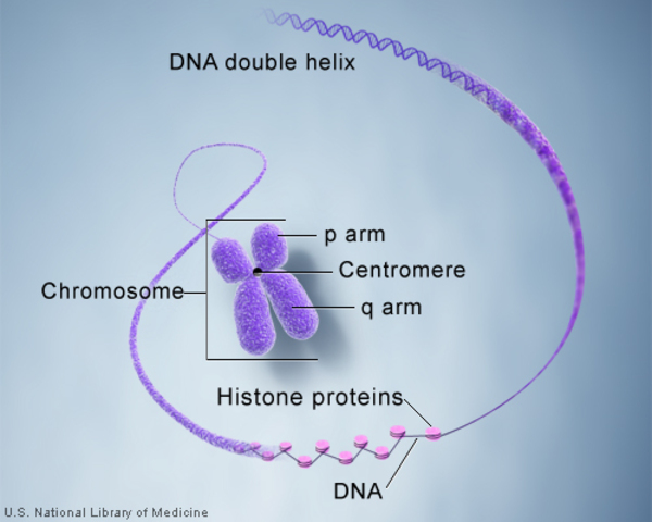 Chromosomes have a p arm, a q arm, and a centromere. They are made up of DNA wrapped around histone proteins.