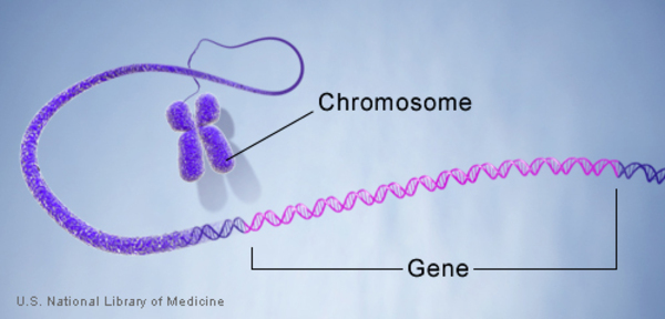 A gene is labeled along the length of a chromosome.