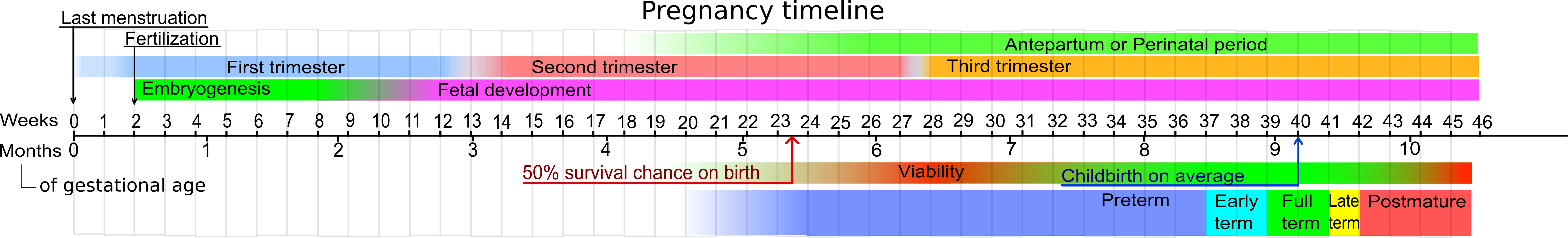 Timeline of pregnancy from 0 to 46 weeks, including (from top to bottom): Trimesters, embryo/fetus development, gestational age in weeks and months, viability and maturity stages.