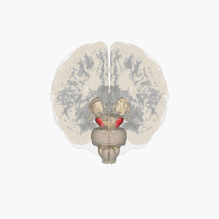 Rotating animation of 3 D brain
