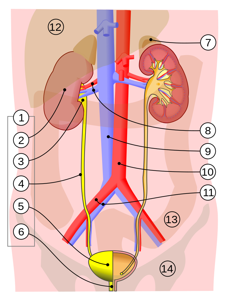 Diagram of urinary system including kidney, renal pelvis, ureter, urinary bladder, adrenal gland, renal artery and vein, inferior vena cava, abdorminal aorta, common iliac artery and vein, liver, large intesting, pelvis