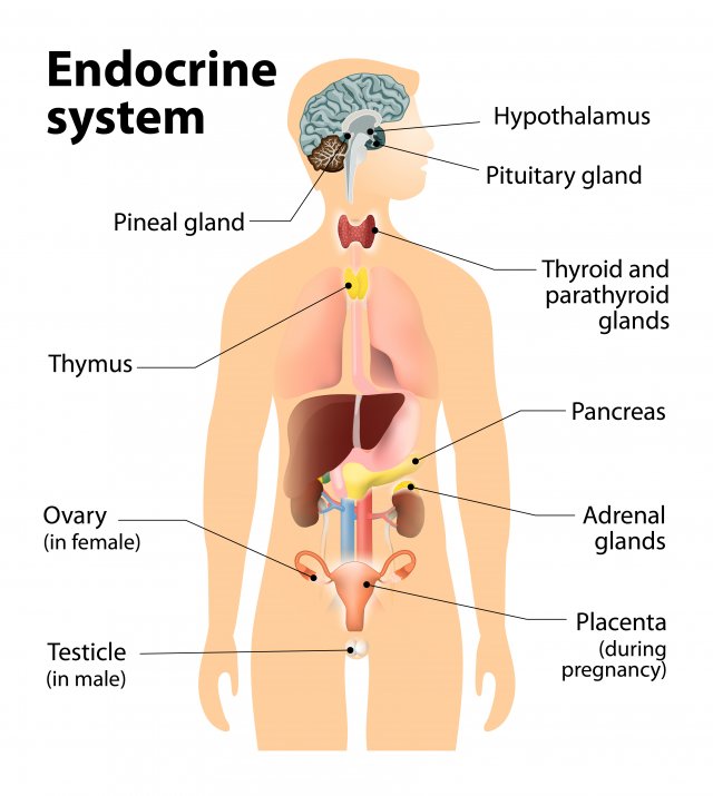 Endocrine System Overview from EPA