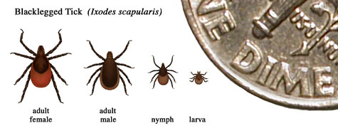 Relative sizes of ticks at different life stages.