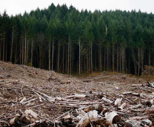 Albedo Implications of Forest Harvesting