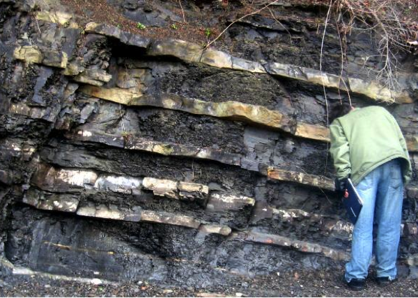 Figure 6.26 Representative photos of Nanaimo Group rocks. (a) Turbidite layers in the Spray Formation on Gabriola Island. Each turbidite set consists of a lower sandstone layer (light colour) that grades upward into siltstone, and then into mudstone. (See Figure 6.21 for detail.)