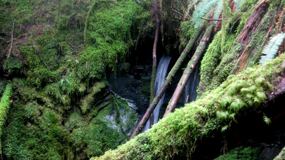 Figure 14.1 A spring flowing from a limestone cave on Quadra Island, B.C. [SE] 