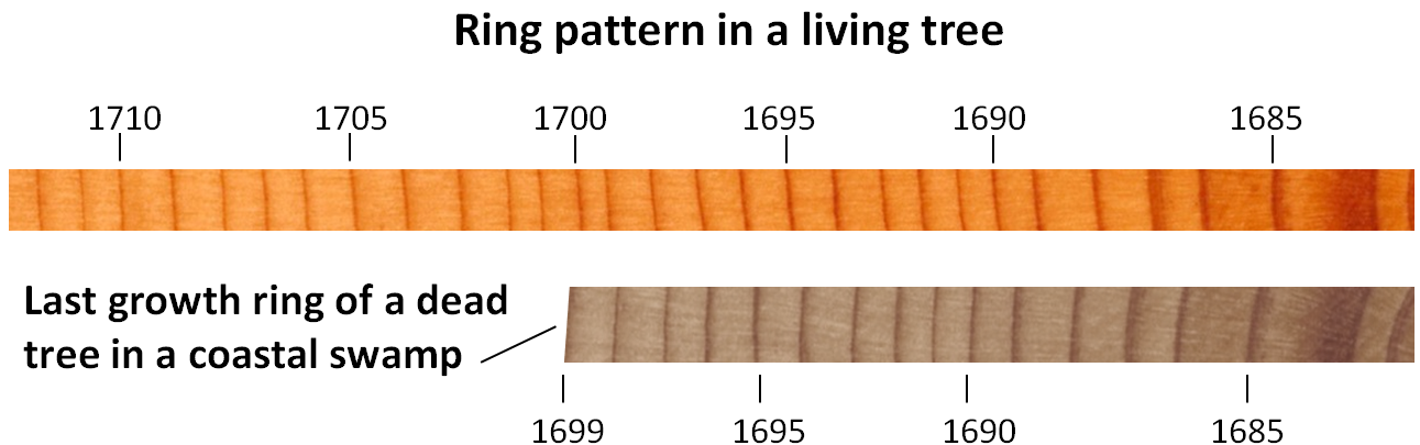 Figure 8.17 Example of tree-ring dating of dead trees [SE]