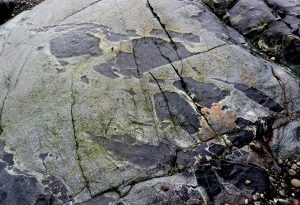 Figure 3.19 Xenoliths of mafic rock in granite, Victoria, B.C. The fragments of dark rock have been broken off and incorporated into the light-coloured granite. [SE]