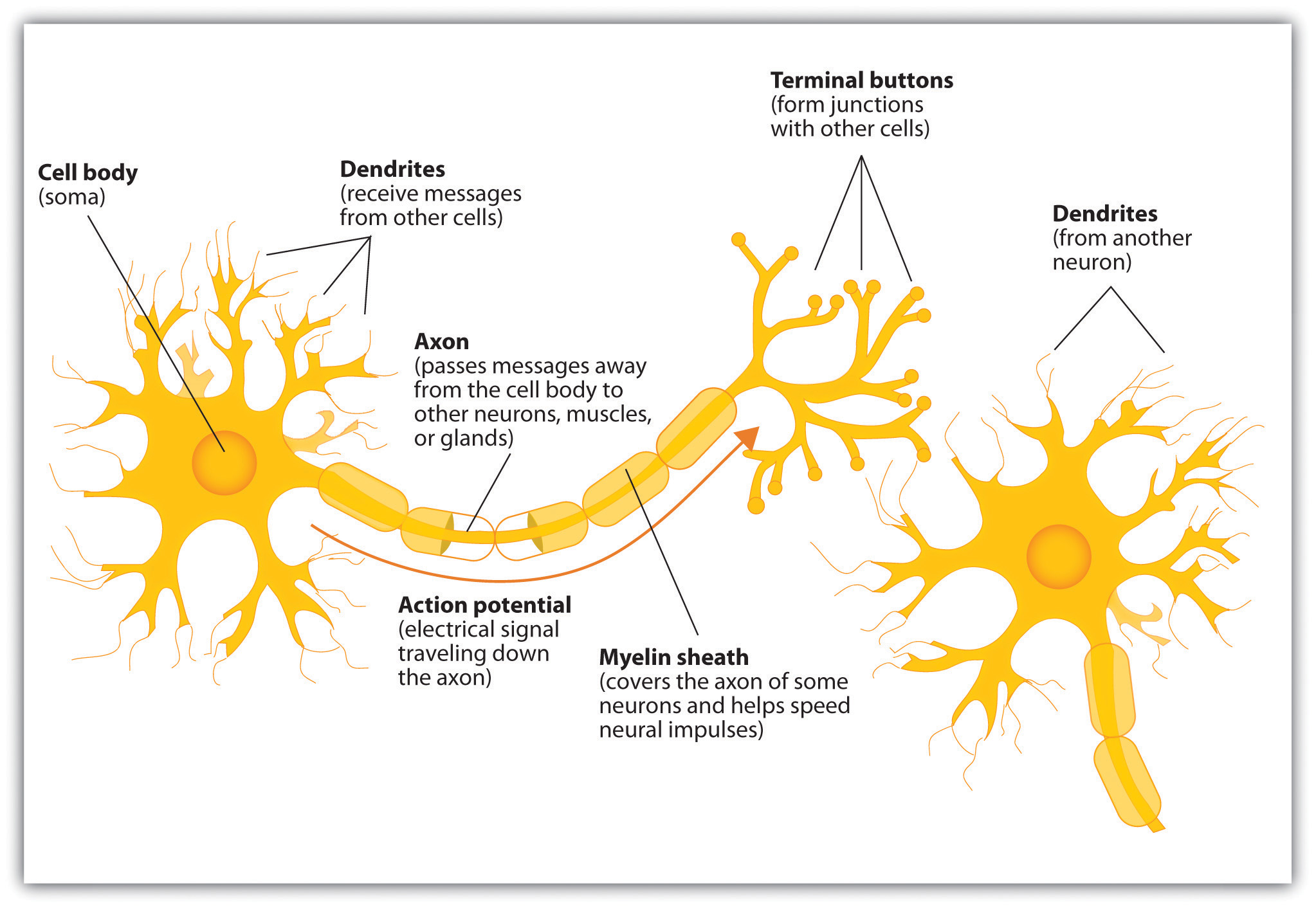 A graphic showing the Components of a Neuron: the cell body, dendrites, axon, action potential, myelin sheath, terminal buttons and the dendrites.