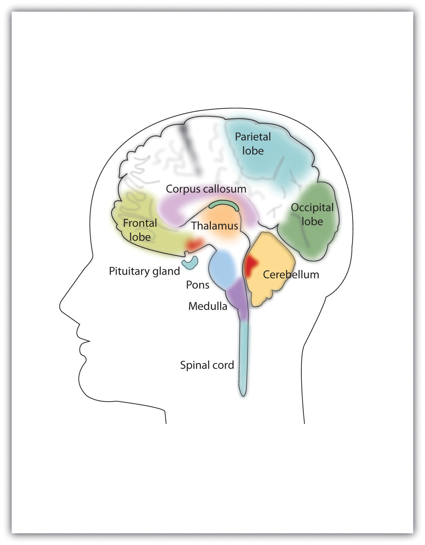 Psychology brain test Diagram