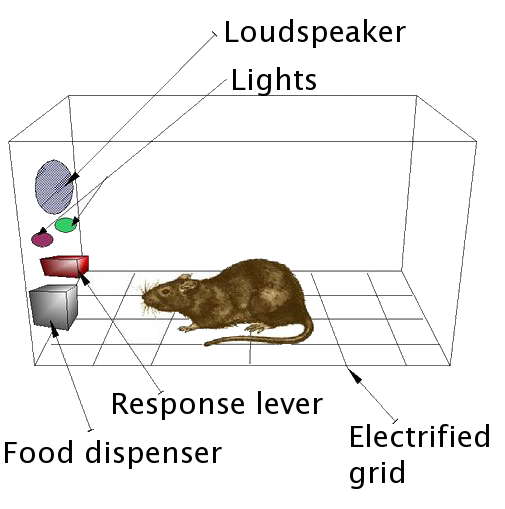 illustration of a rat in a Skinner box.