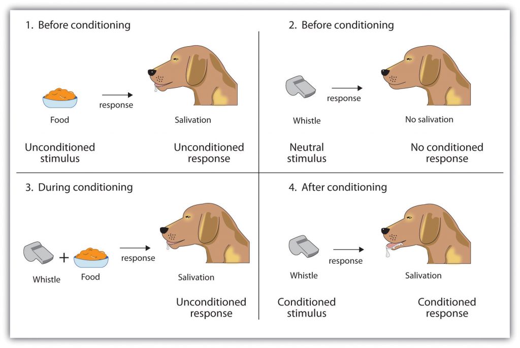 4 panel illustration of how a dog is conditioned to salivate when it hears a whistle.