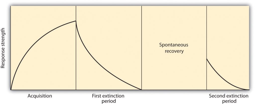 graph of response strength, y axis, versus time where time is broken into acquisition, first extinction, spontaneous recovery and second extinction.