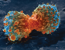An image of a cell dividing into two.