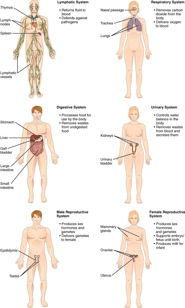 Six body systems