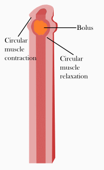 an orange object travels down what is illustrated as an esophagus, and all of the muscle contractions are noted throughout the animation.