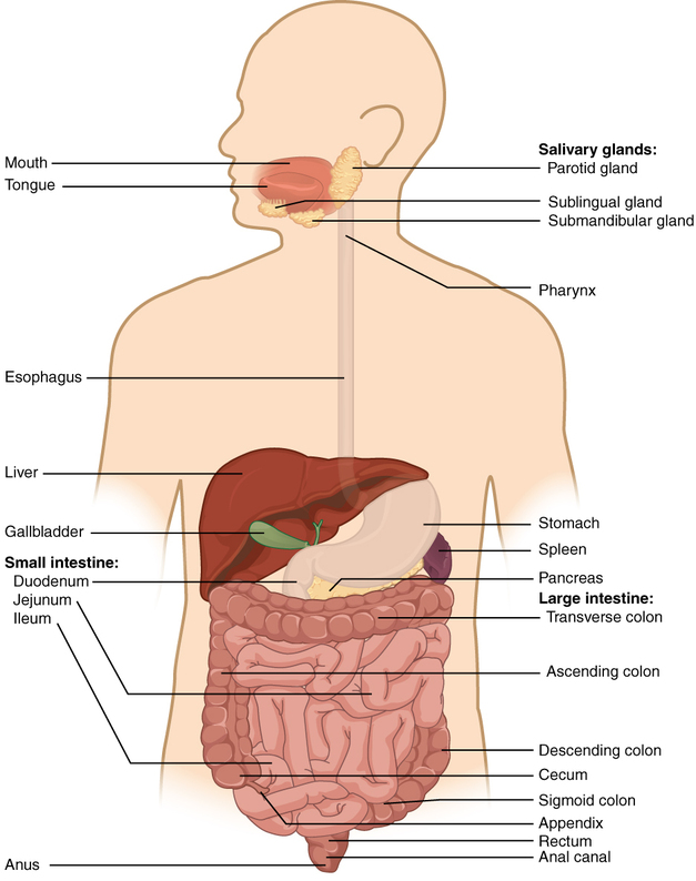 An illustration of the inside of a human torso and its components.