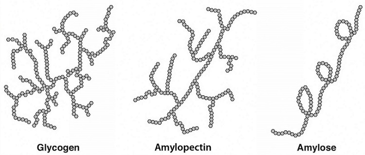 basic structures of glycogen, amylopectin, and amylose