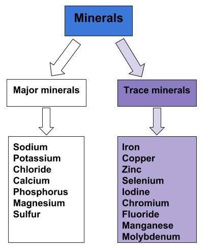 an illustration listing major and trace minerals.