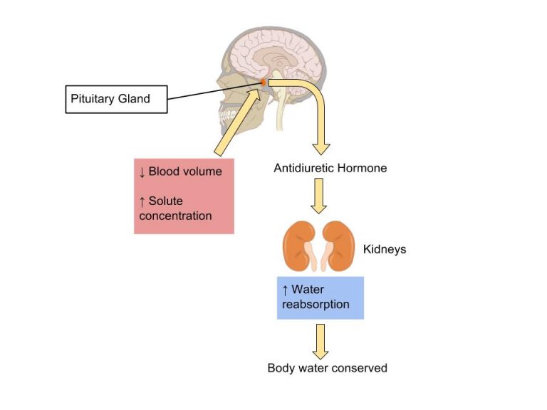 The low blood volume and high solute concentration gets sensed in the pituitary gland, the antidiuretic hormone is released into the kidneys to cause water reabsorption; resulting in body water conservation.
