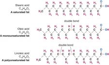 6.4 – How Lipids Work – Nutrition 100 Nutritional Applications for a ...