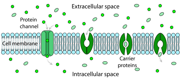 Cell membranes line up vertically across the image. Molecules use proteins to pass through the membrane.