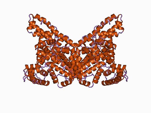 A ribbon-like representation of the molecular structure of Albumin.