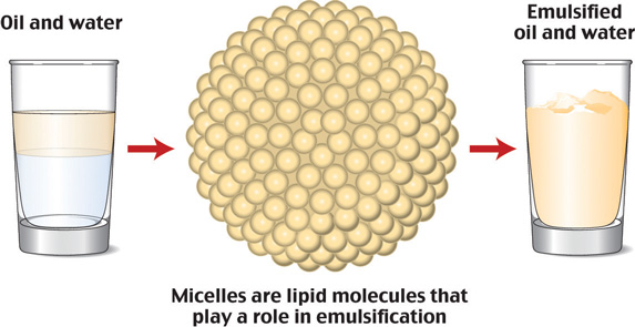 Micelles are shown with a glass on either side.
