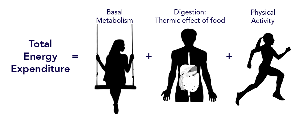 8.2 \u2013 Balancing Energy Input with Energy Output \u2013 Nutrition 100 Nutritional Applications for a ...