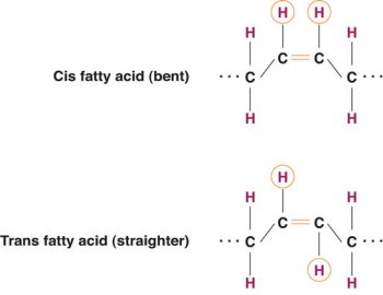 6.4 – How Lipids Work – Nutrition 100 Nutritional Applications for a ...