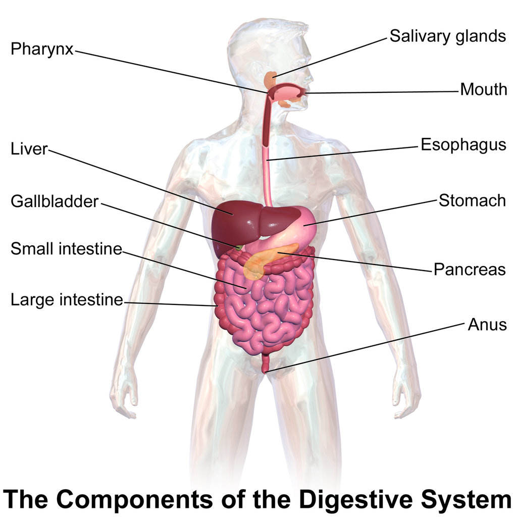 Illustration of the digestive system, including the liver.