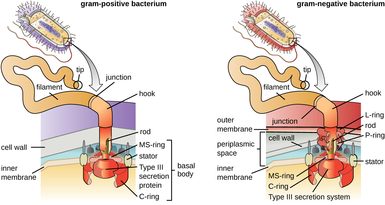 A diagram showing the attachment point of flagella in gram-positive and gram-negative bacteria.