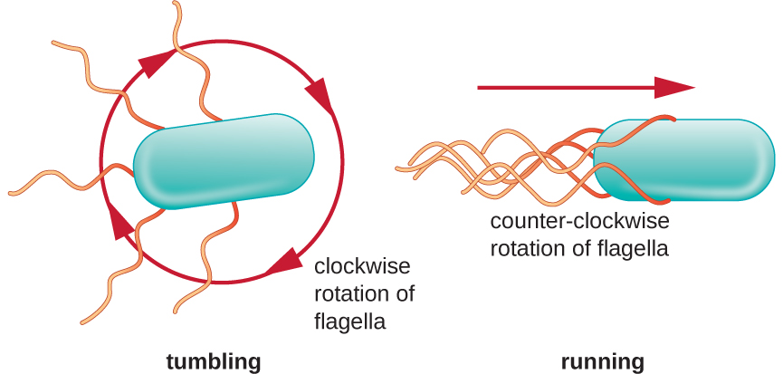 A diagram showing the run and tumble of bacterial motion