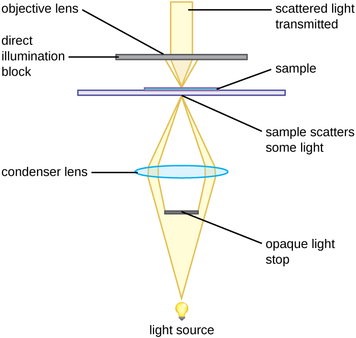 An illustration of a brightfield microscope