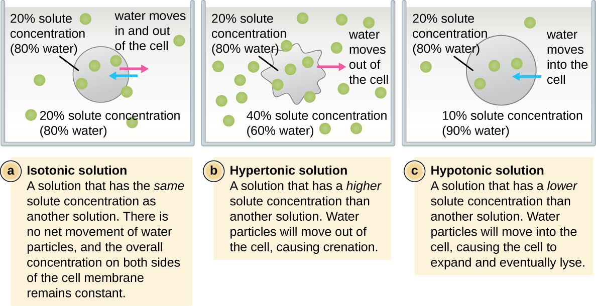 Isotonic and hypertonic solutions
