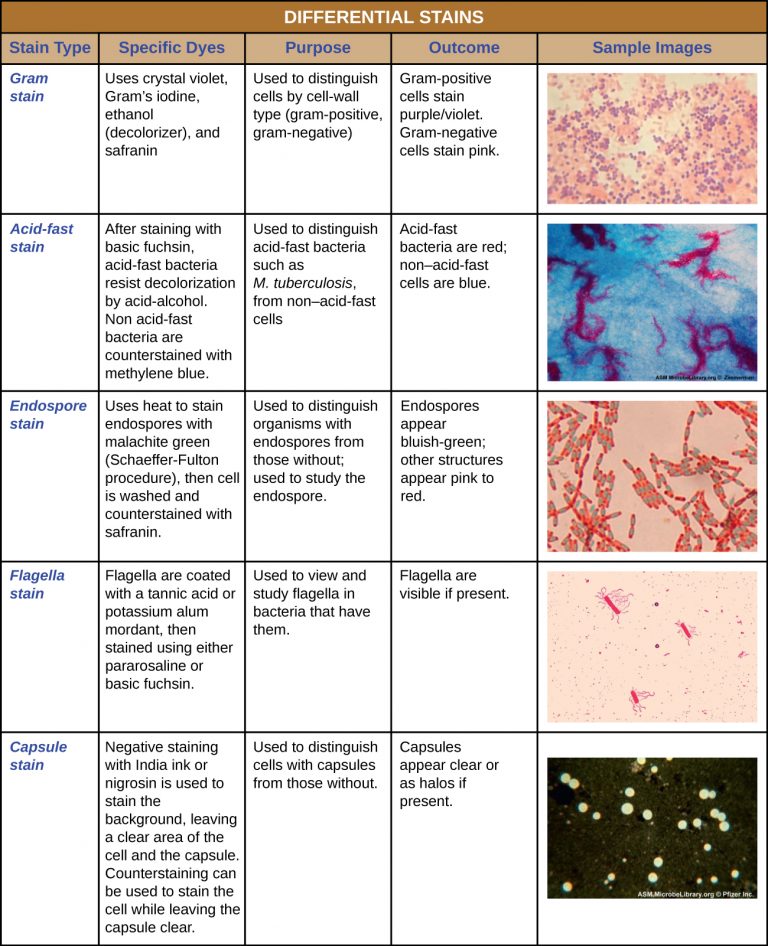 2.3 Staining Microscopic Specimens Microbiology 201
