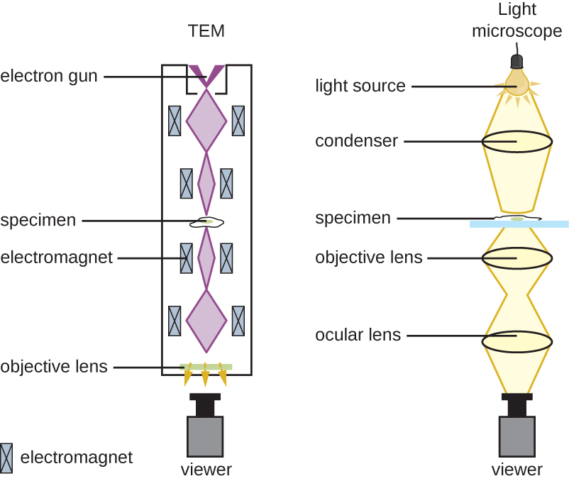 Diagrams comparing T.E.M. and light microscopes are shown.