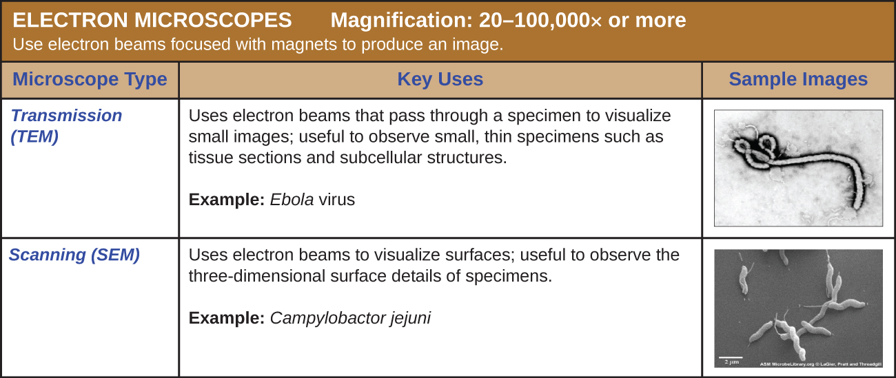 Table of electron microscopes which use electron beams focused with magnets to produce an image. Magnification: 20–100,000 x or more.