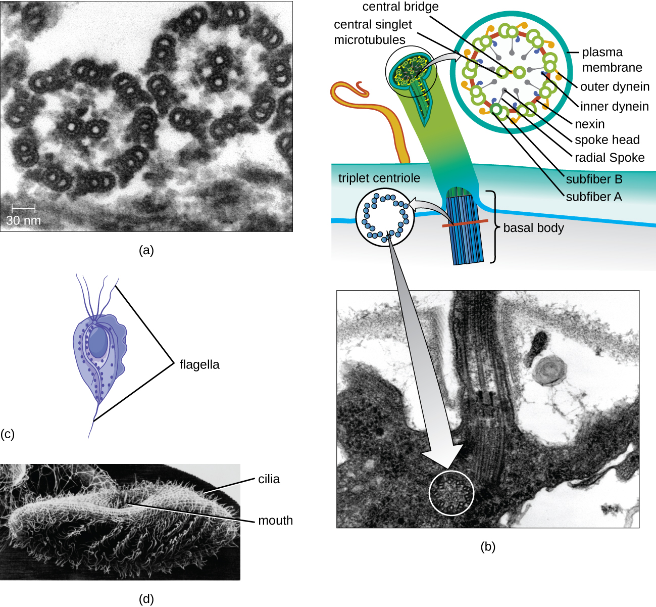 Diagrams and Micrographs displaying the eukaryotic flagella and cilia.