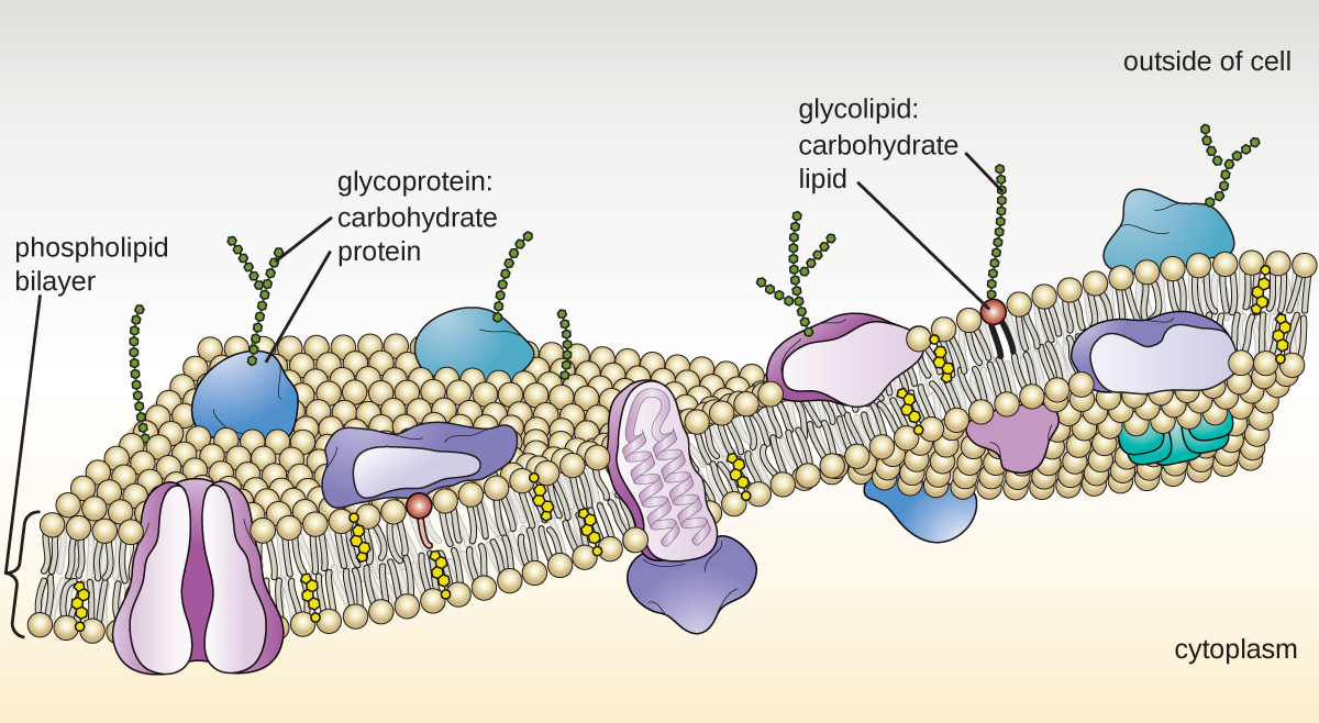 A diagram of a Eukaryotic Plasma Membrane